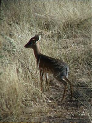 dikdik.JPG (29264 bytes)